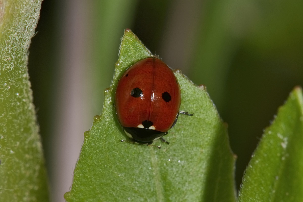 Coccinella quinquepunctata? Si!